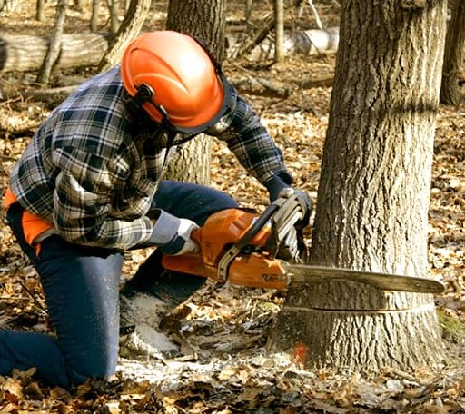 Tree Removal in Orono, ME